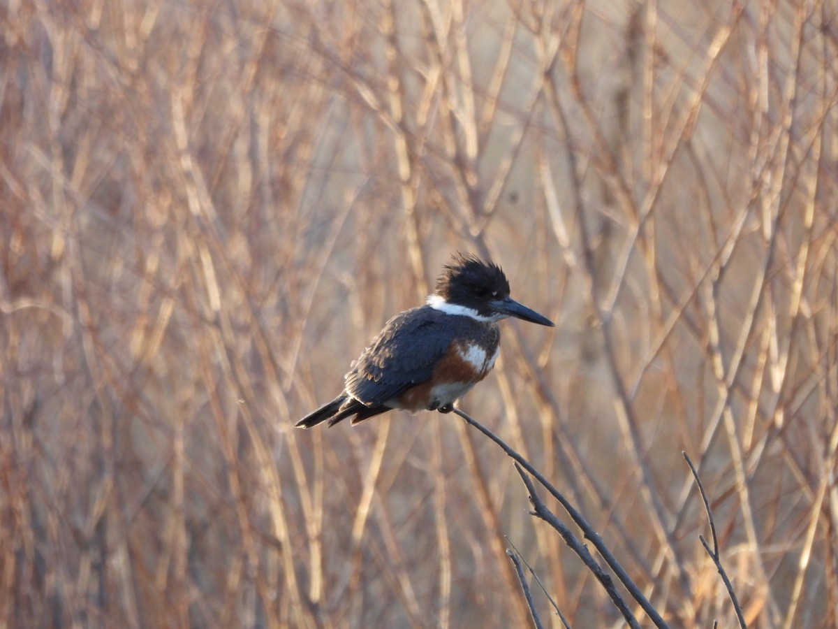 Belted Kingfisher - ML615335106