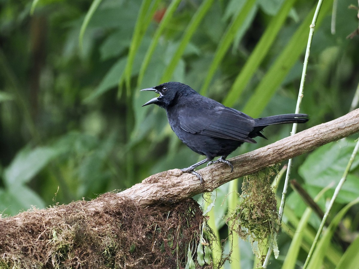 Scrub Blackbird - ML615335119