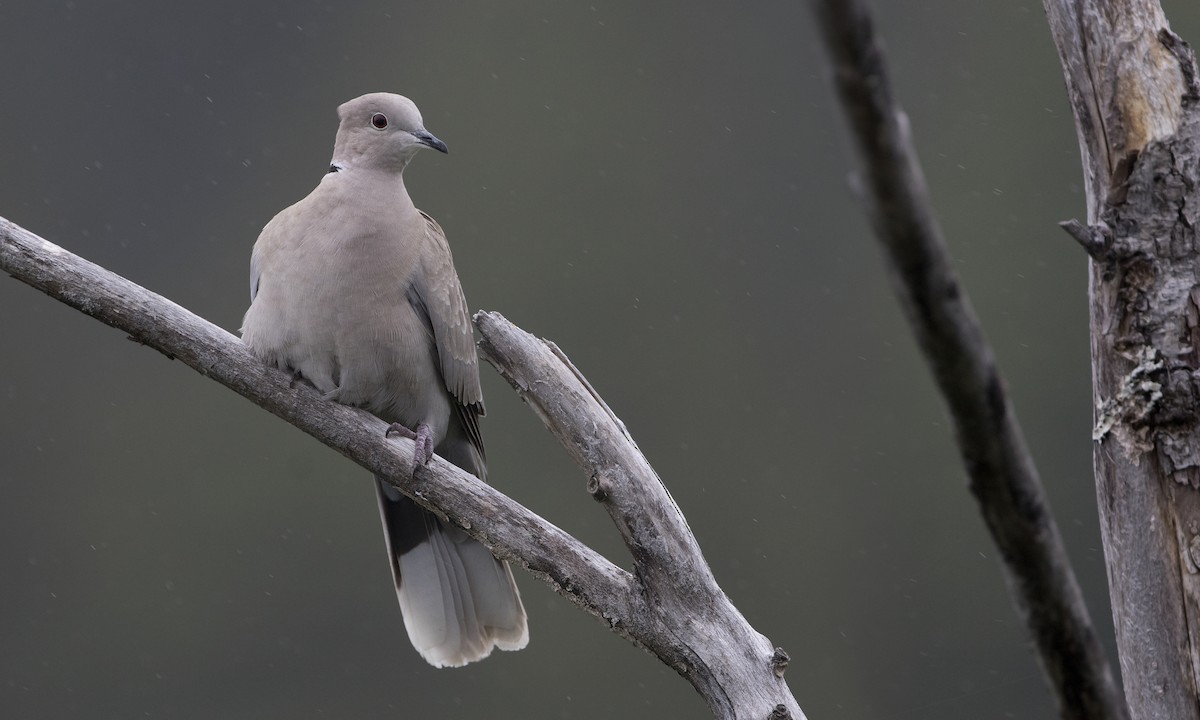 Eurasian Collared-Dove - Zak Pohlen