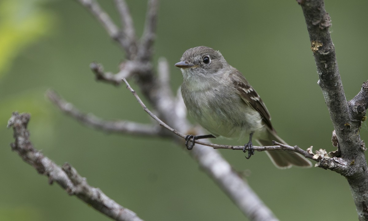 Least Flycatcher - Zak Pohlen