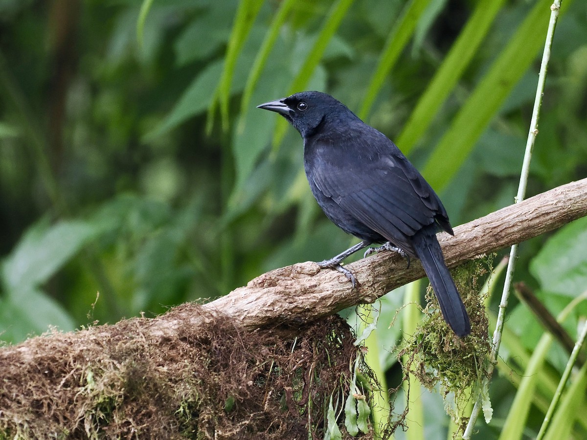 Scrub Blackbird - ML615335155