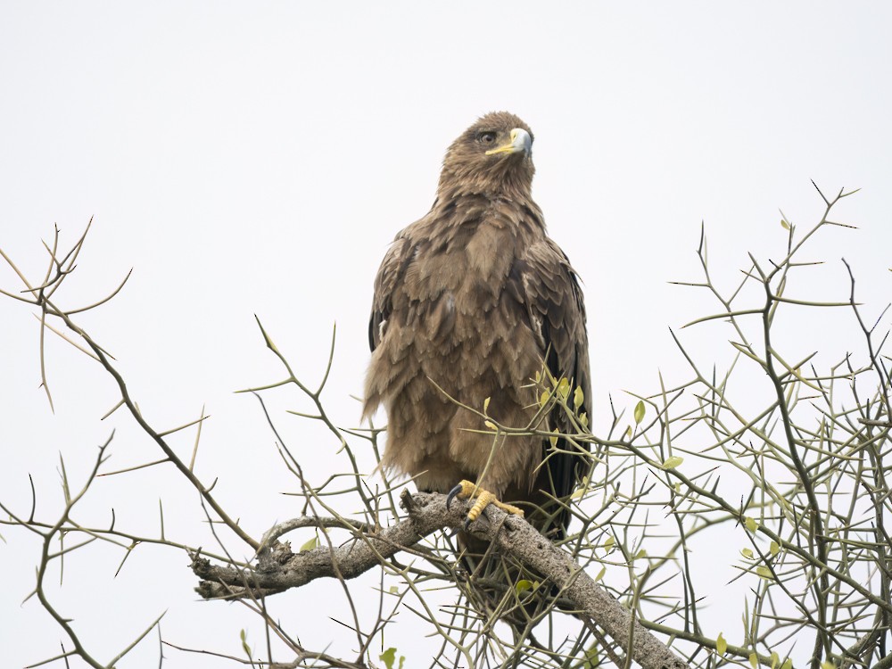 Tawny Eagle - Eleanor H Sarren