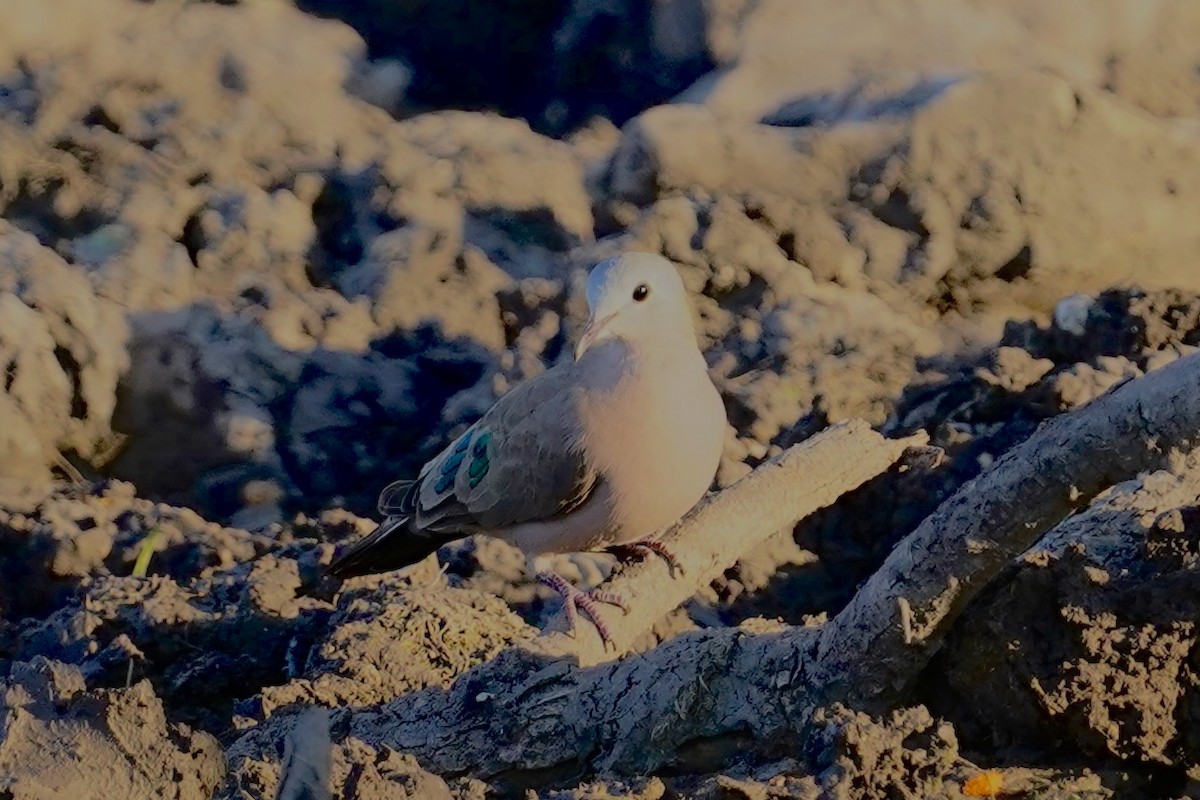 Emerald-spotted Wood-Dove - ML615335217