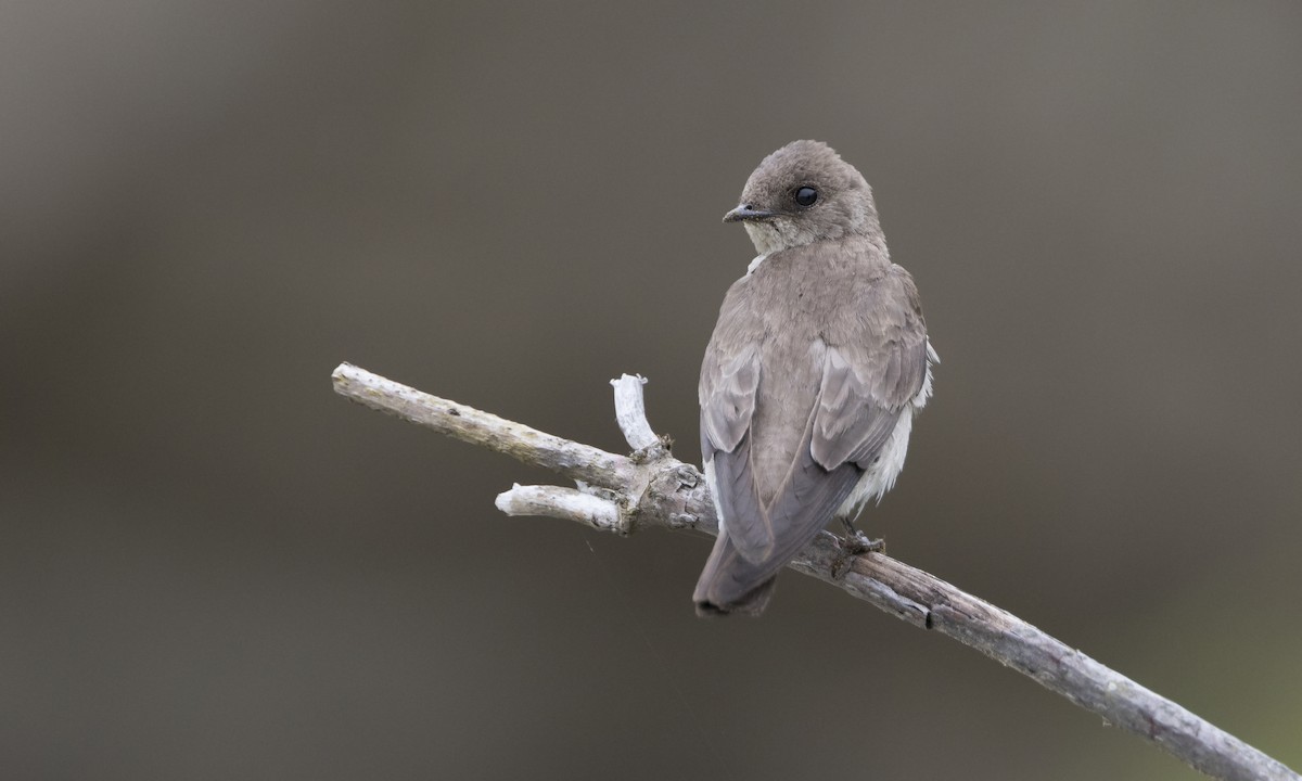 Golondrina Aserrada - ML615335271