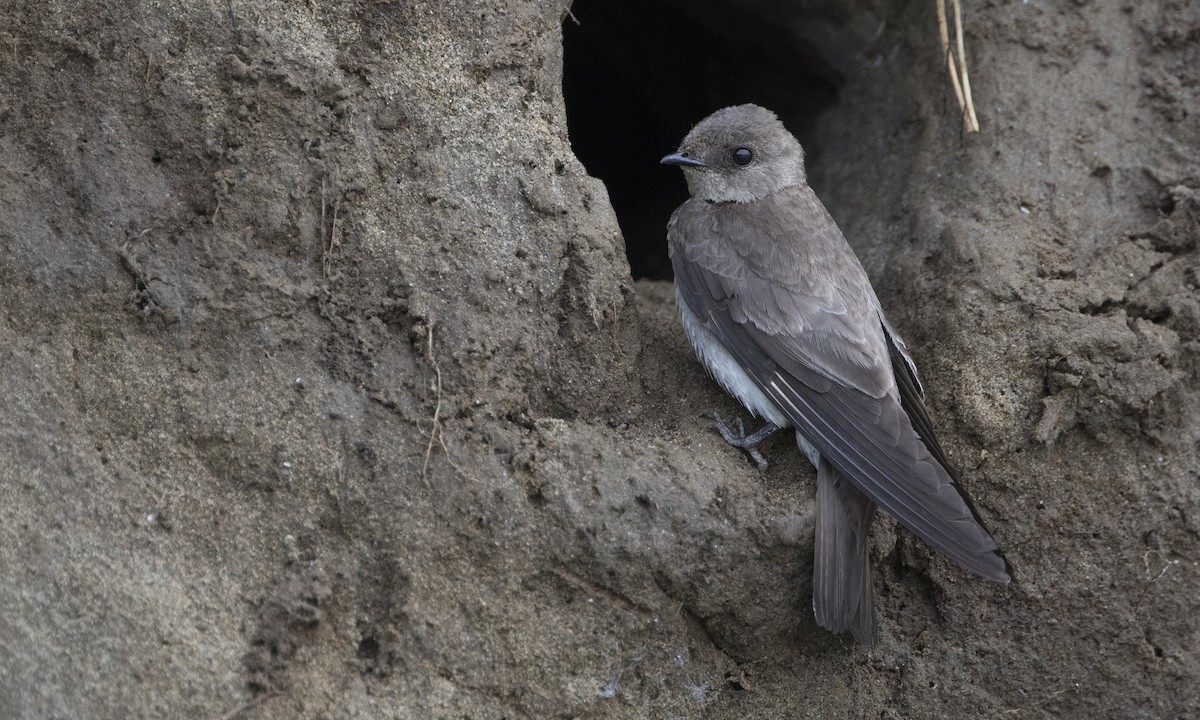 Hirondelle à ailes hérissées - ML615335272