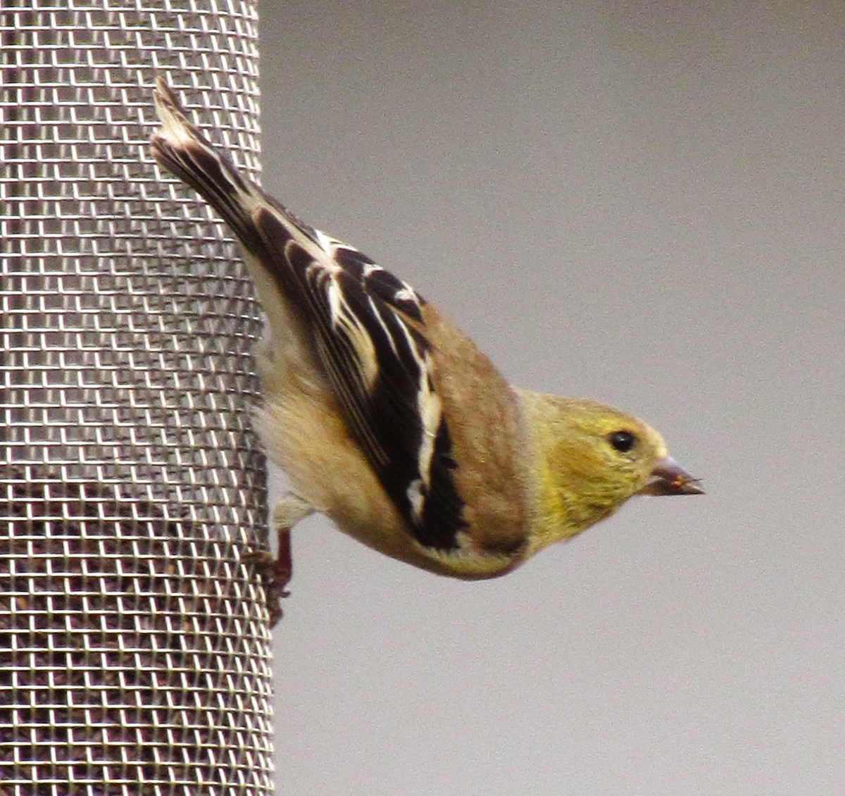 American Goldfinch - ML615335293