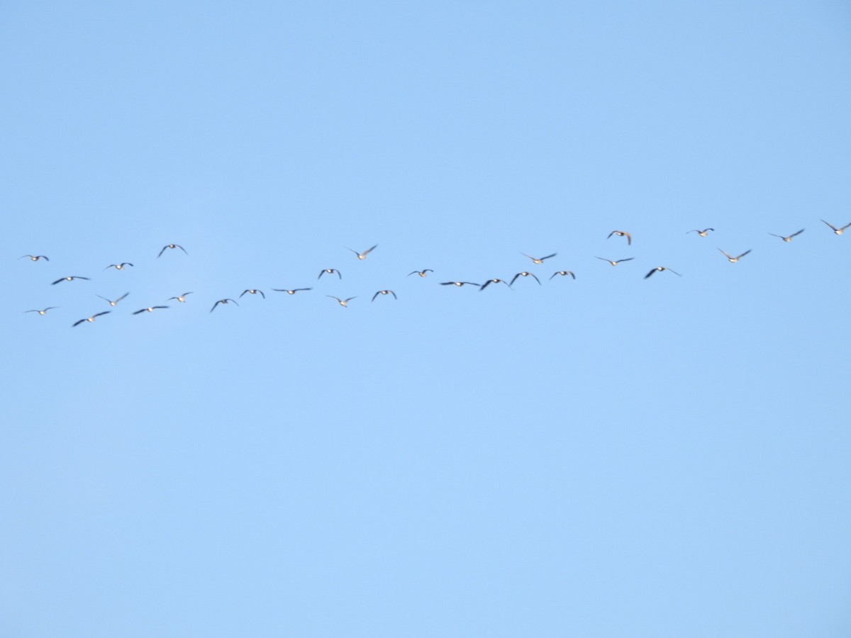 Canada Goose - ML615335297