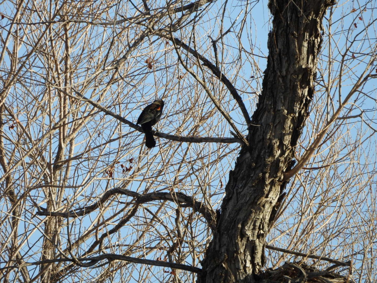 Red-winged Blackbird - ML615335343