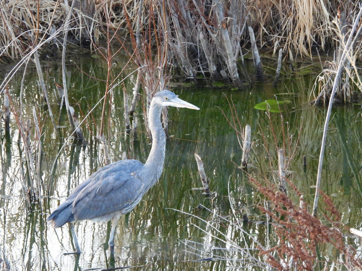 Great Blue Heron - ML615335354