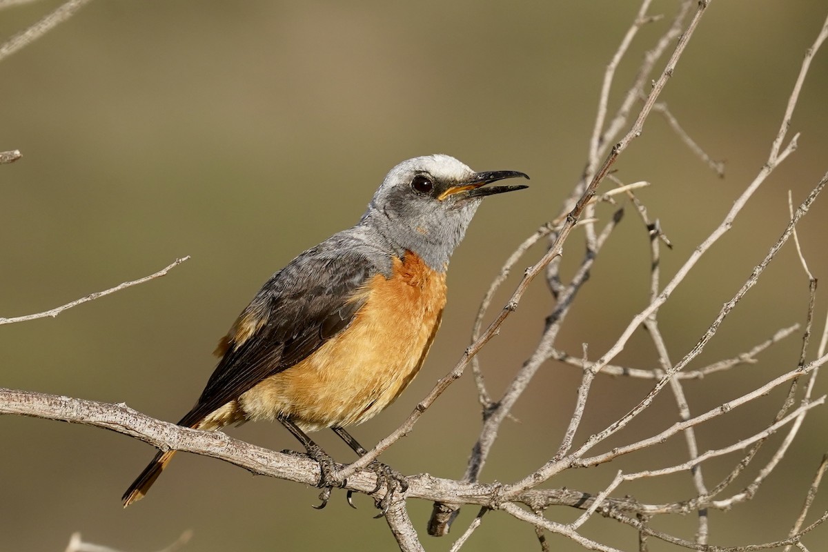 Short-toed Rock-Thrush (White-crowned) - ML615335358