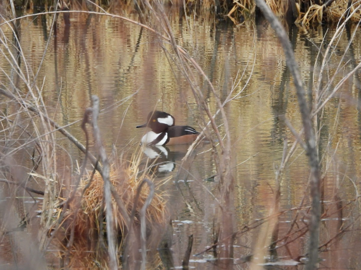Hooded Merganser - ML615335369