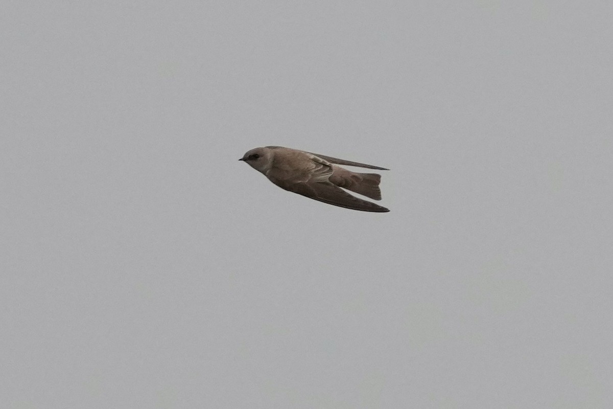 Northern Rough-winged Swallow - Tom Cassaro