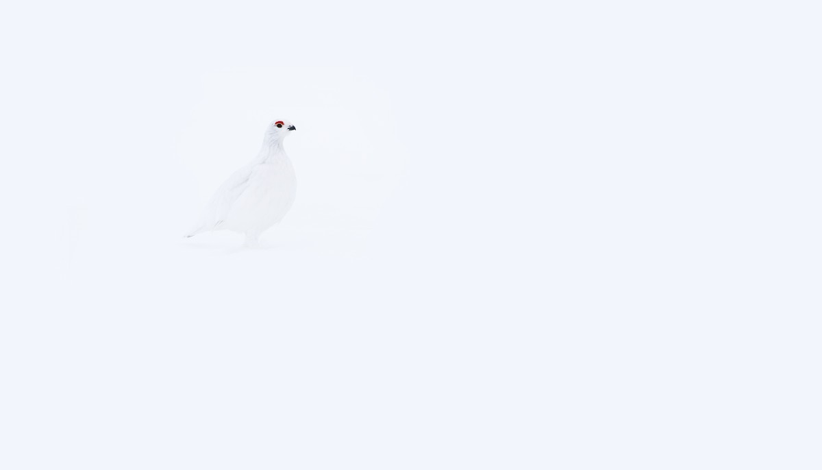 Willow Ptarmigan - ML615335432