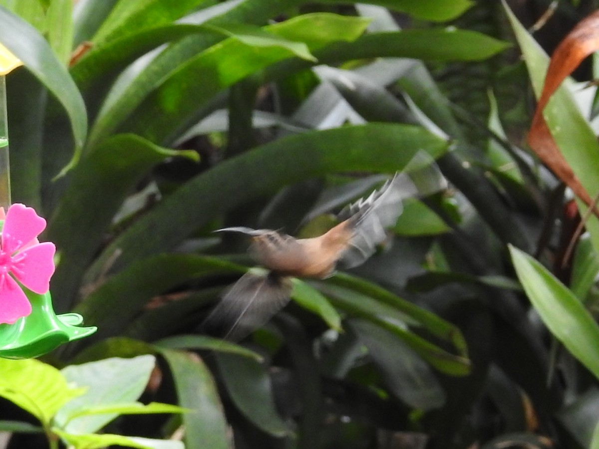 Planalto Hermit - ML615335438