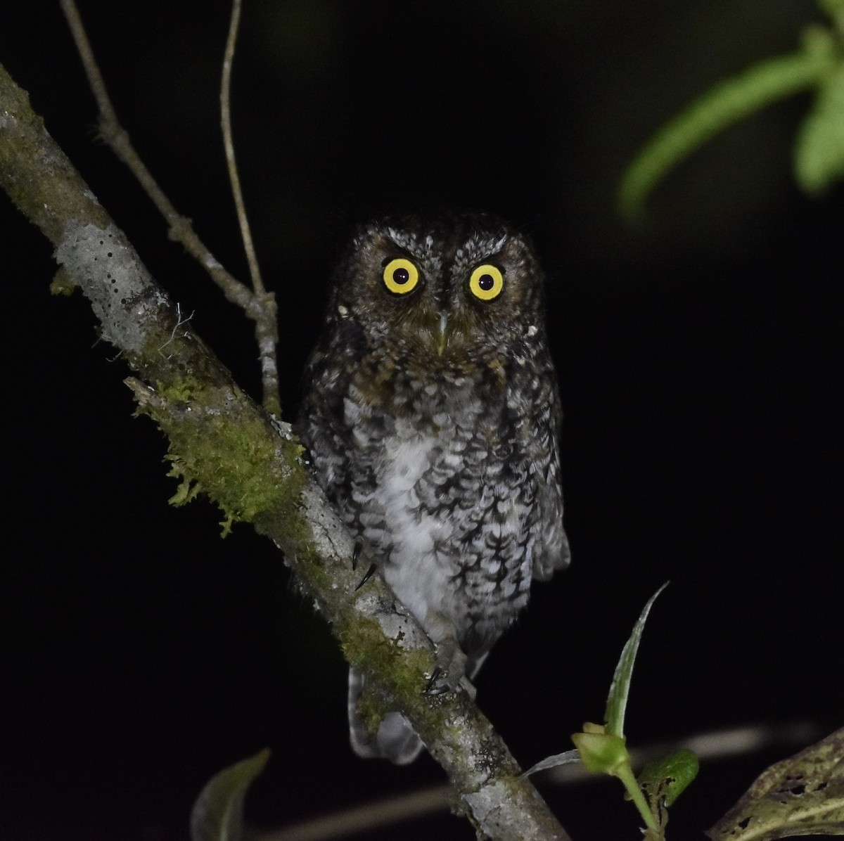 Bearded Screech-Owl - Esteban Matías (birding guide) Sierra de los Cuchumatanes Huehuetenango esteban.matias@hotmail.com                             +502 53810540