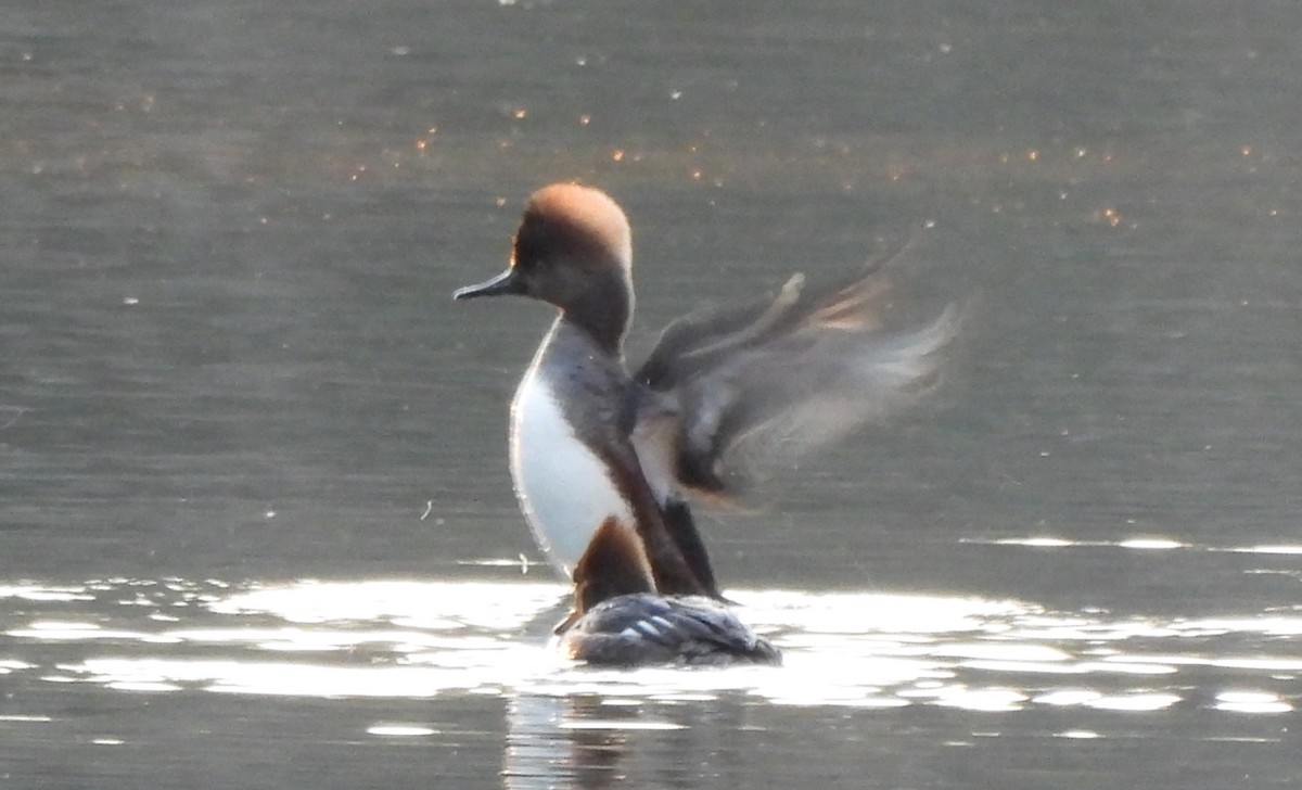 Hooded Merganser - Tracee Fugate