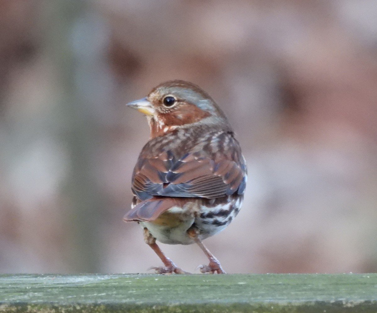 Fox Sparrow - ML615335474