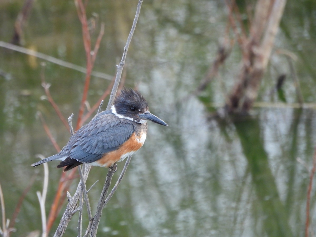 Belted Kingfisher - ML615335477