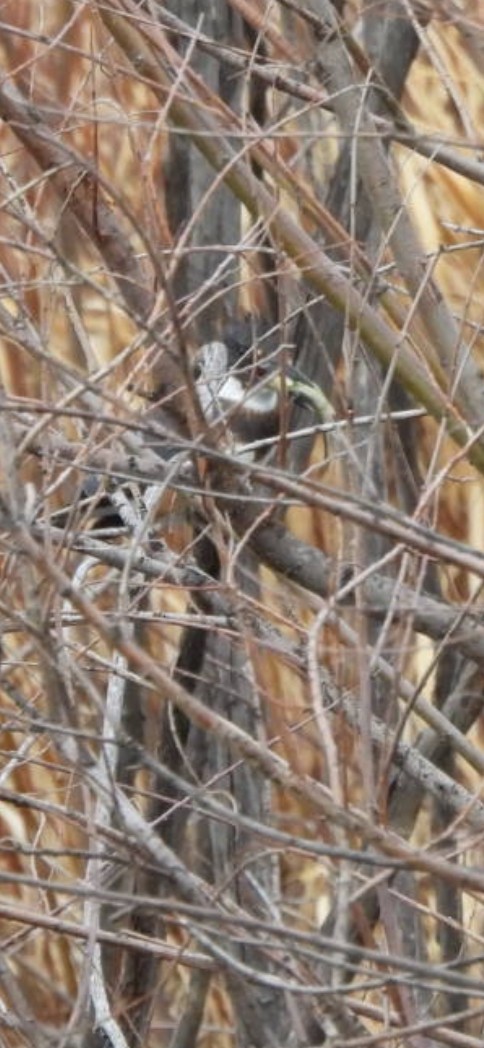 Belted Kingfisher - ML615335478