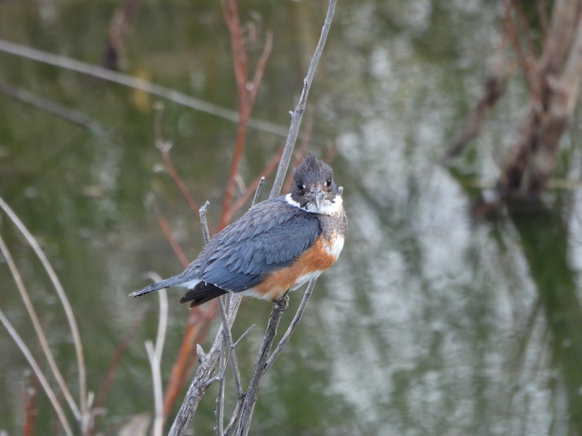 Belted Kingfisher - ML615335479