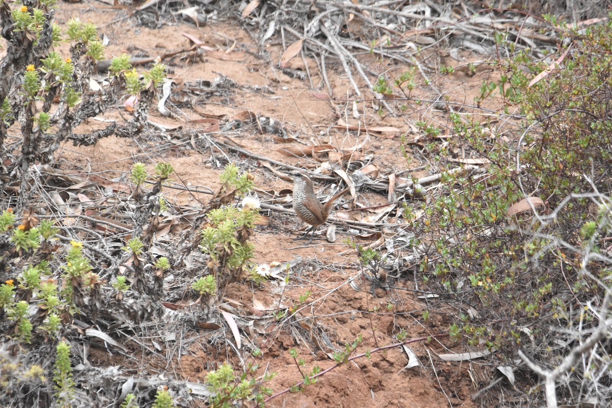 White-throated Tapaculo - ML615335538