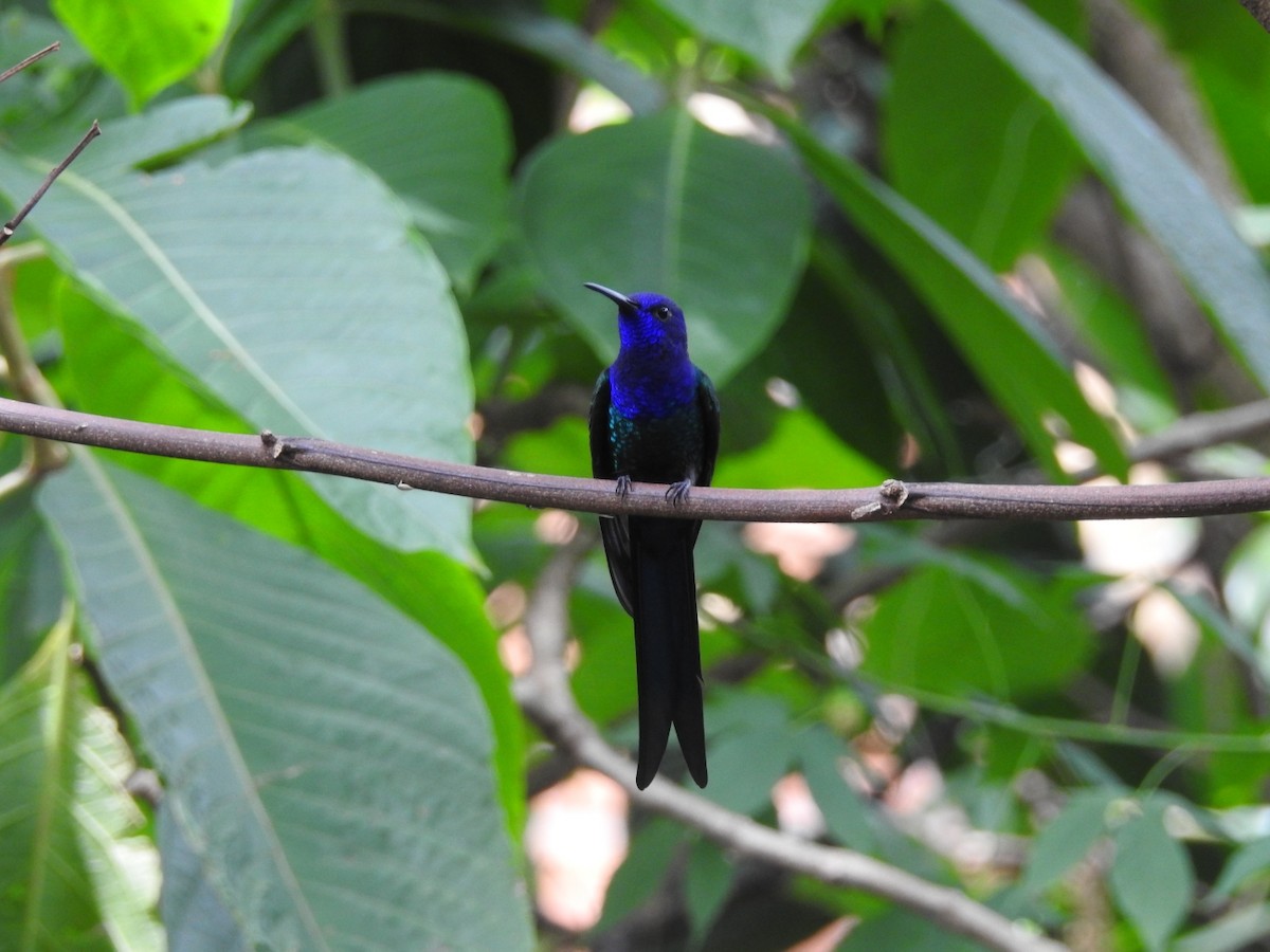 Swallow-tailed Hummingbird - ML615335593