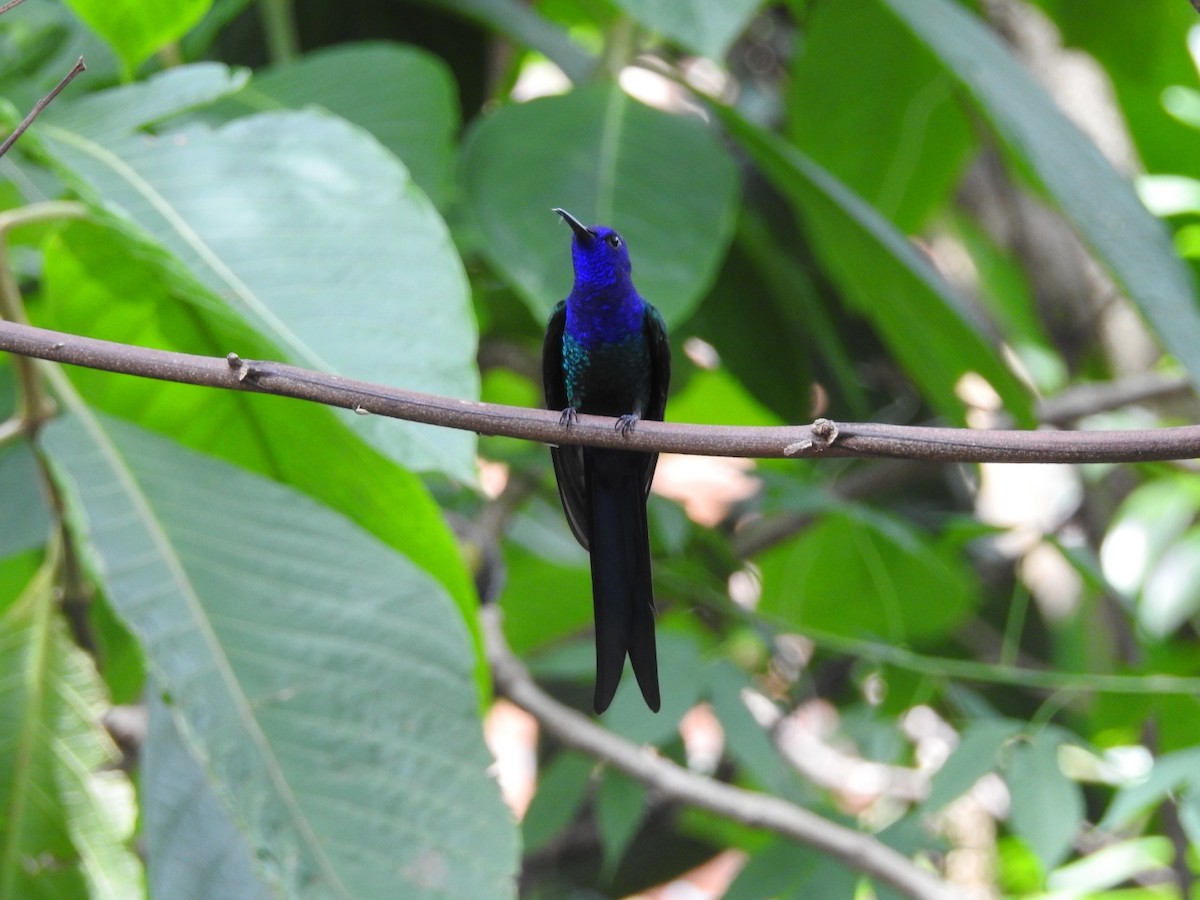 Swallow-tailed Hummingbird - ML615335597