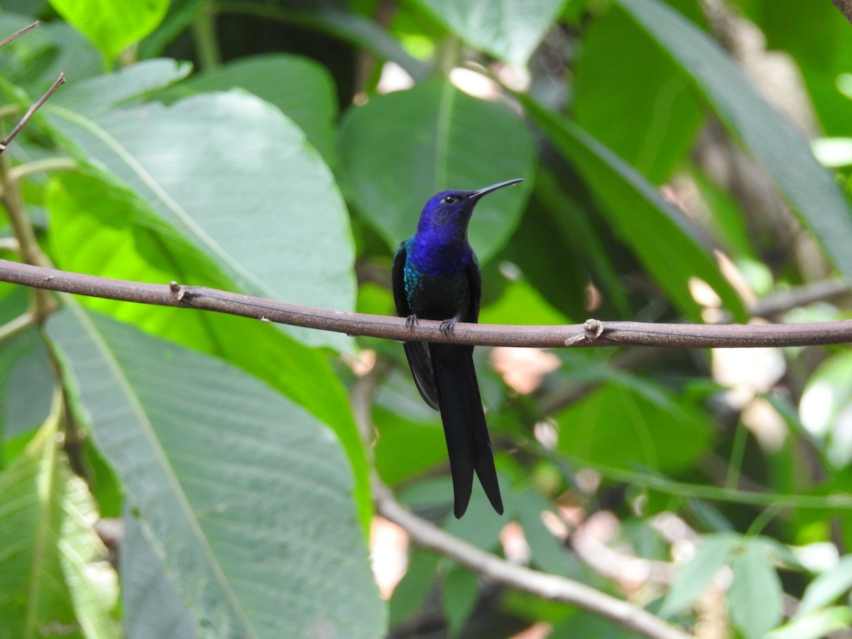 Swallow-tailed Hummingbird - ML615335599