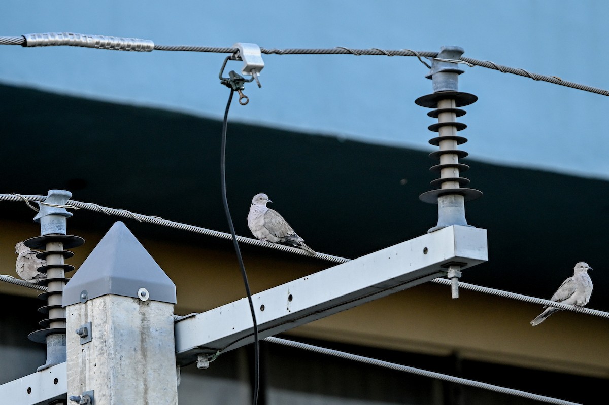 Eurasian Collared-Dove - ML615335604