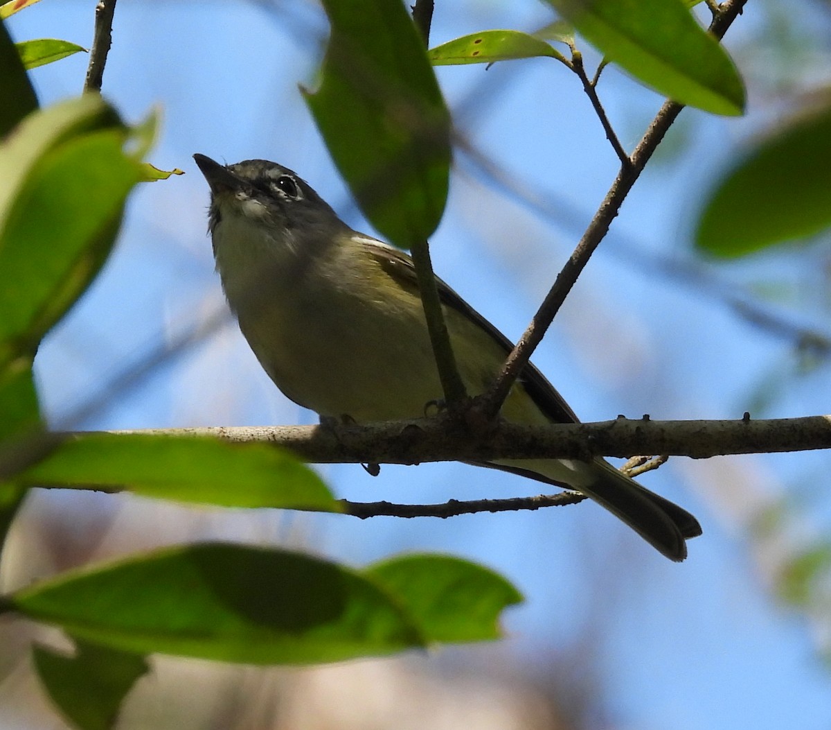 Blue-headed Vireo - ML615335608