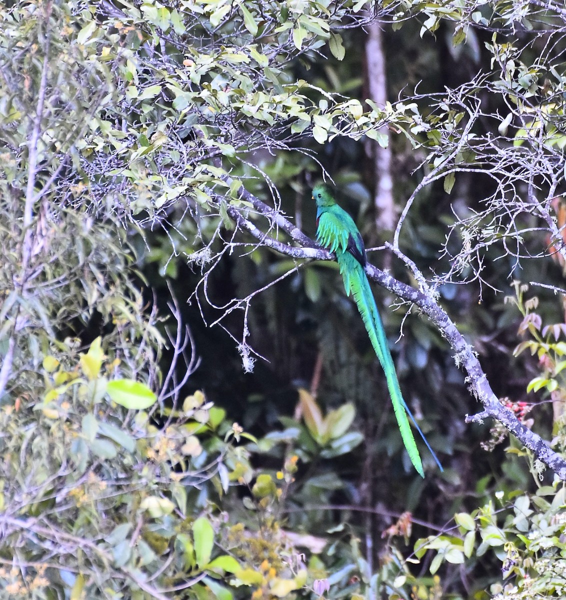 Resplendent Quetzal - ML615335633