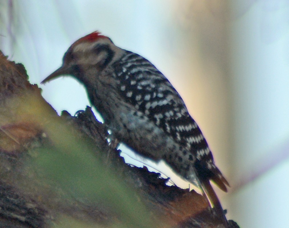 Ladder-backed Woodpecker - ML615335681