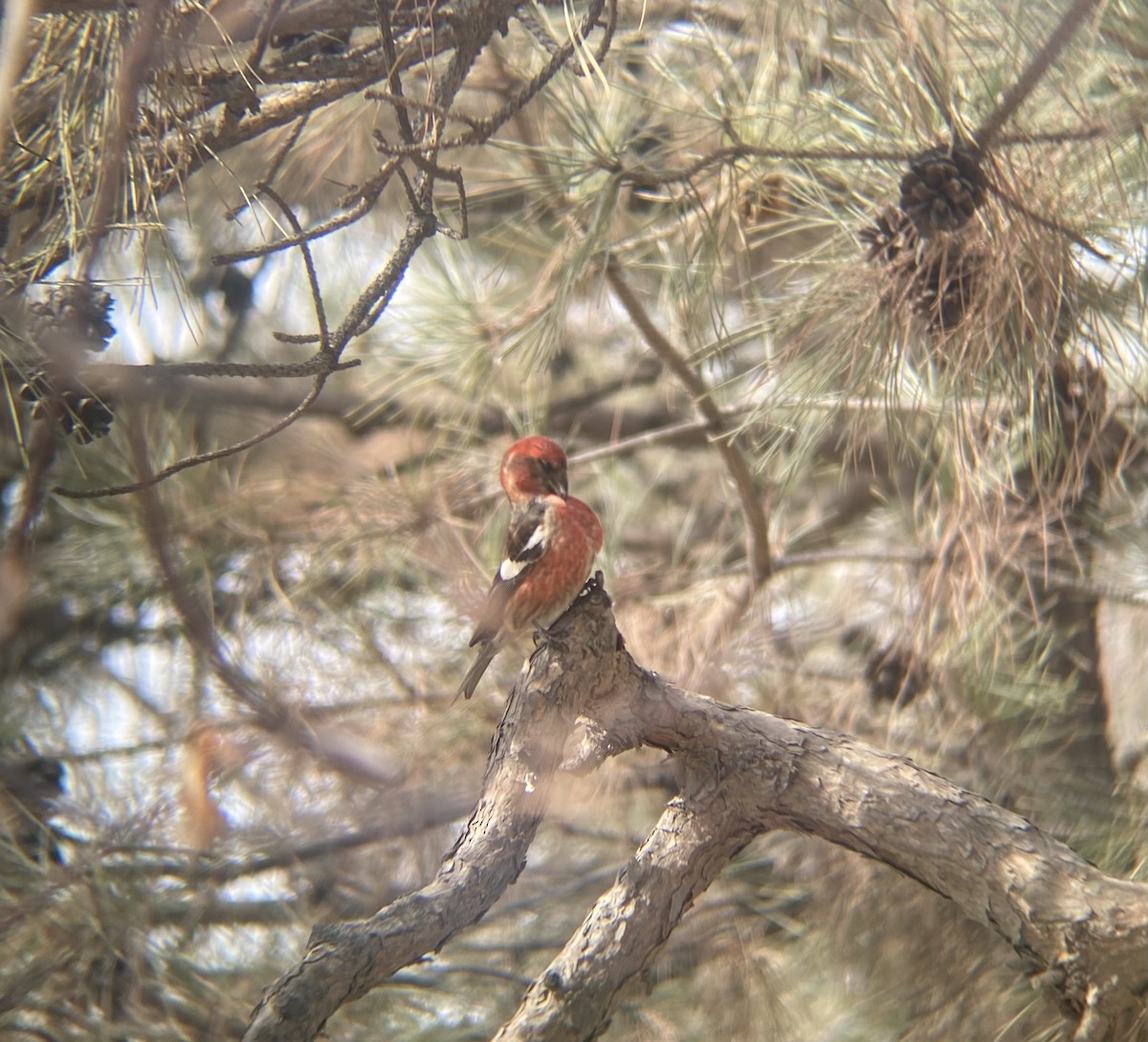 White-winged Crossbill - ML615335682