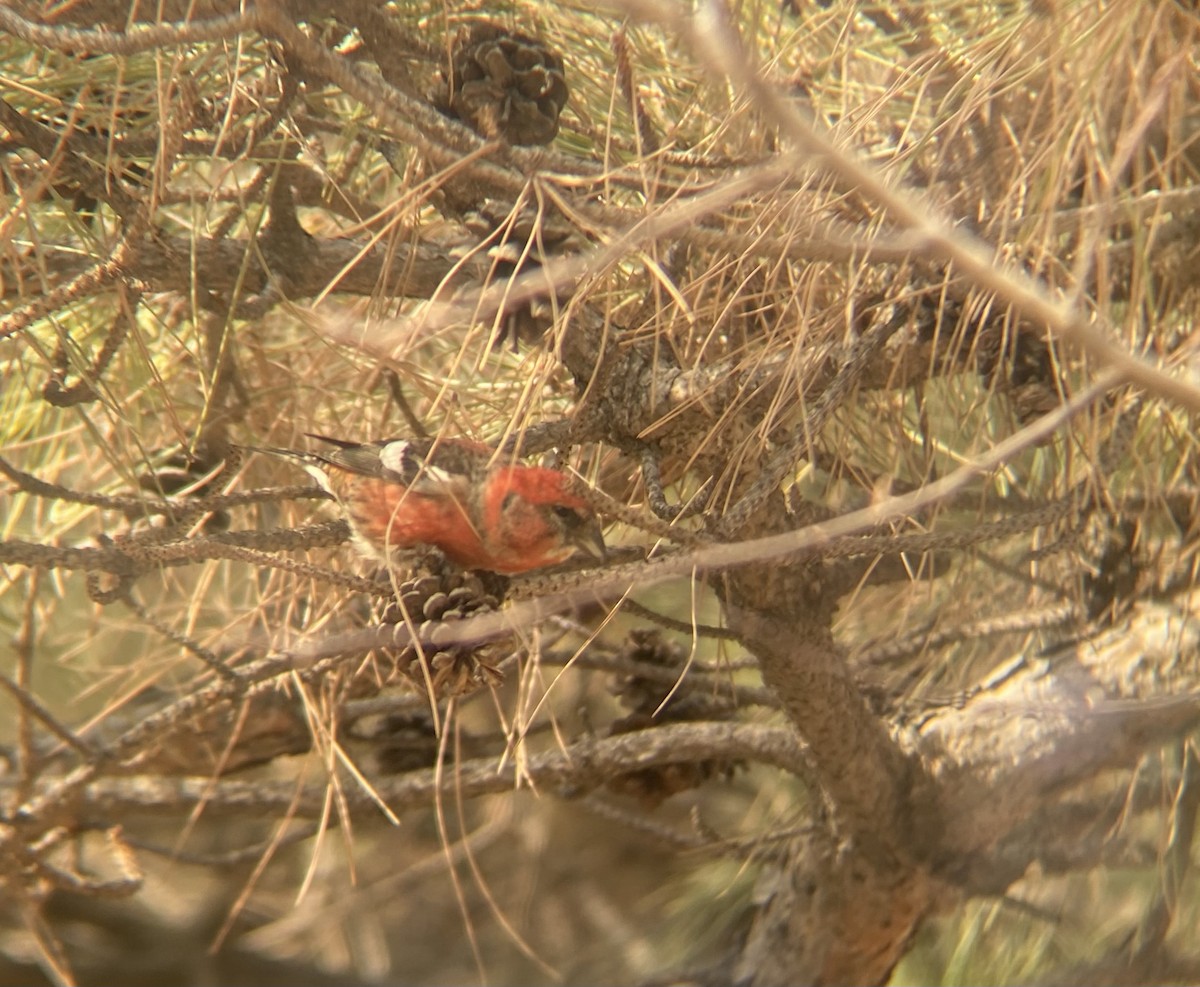 White-winged Crossbill - ML615335683