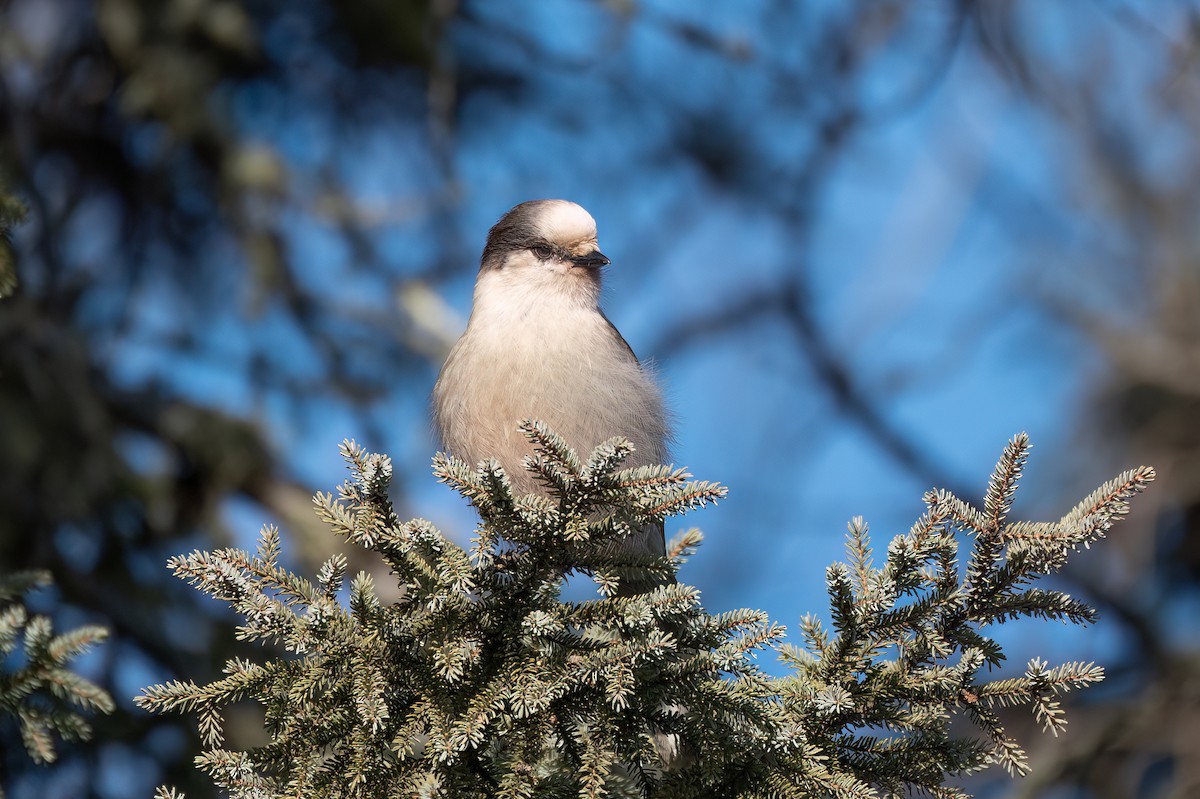 Canada Jay - ML615335768