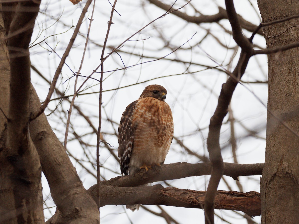 Red-shouldered Hawk - ML615335838