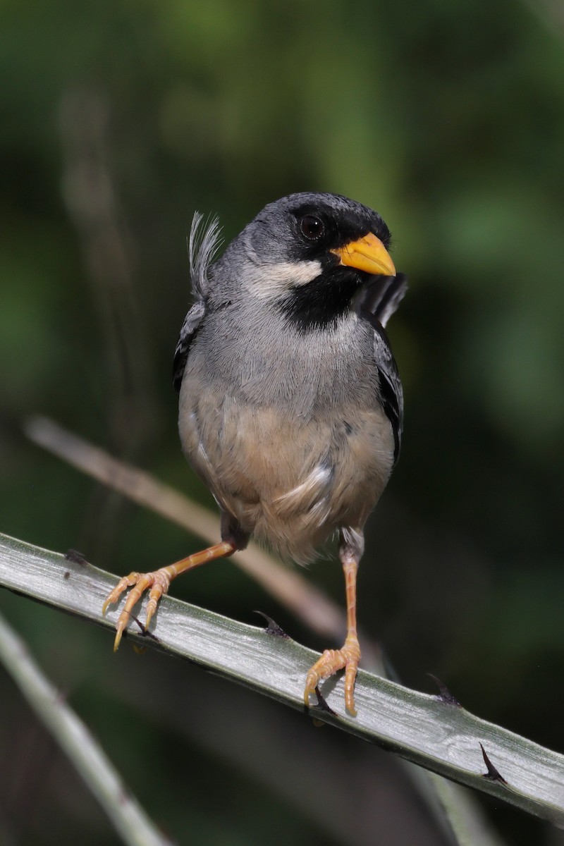 Buff-bridled Inca-Finch - ML615335860