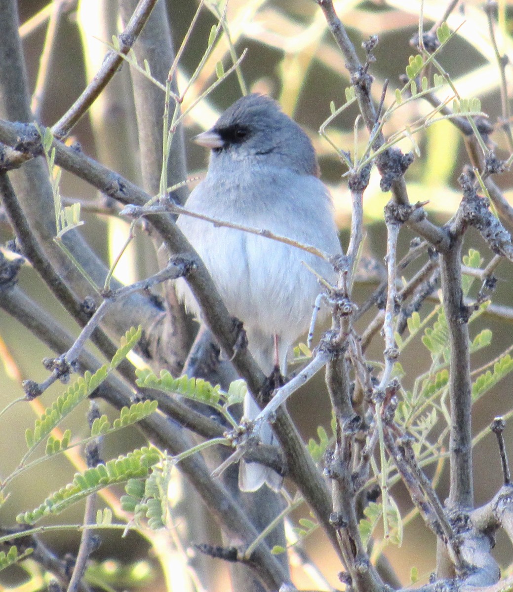 Dark-eyed Junco (Gray-headed) - ML615335886