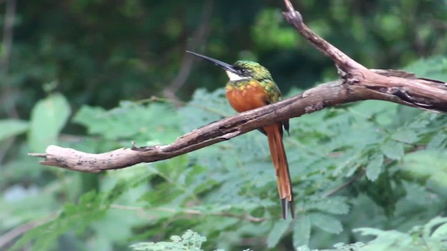 Jacamar à queue rousse - ML615335921