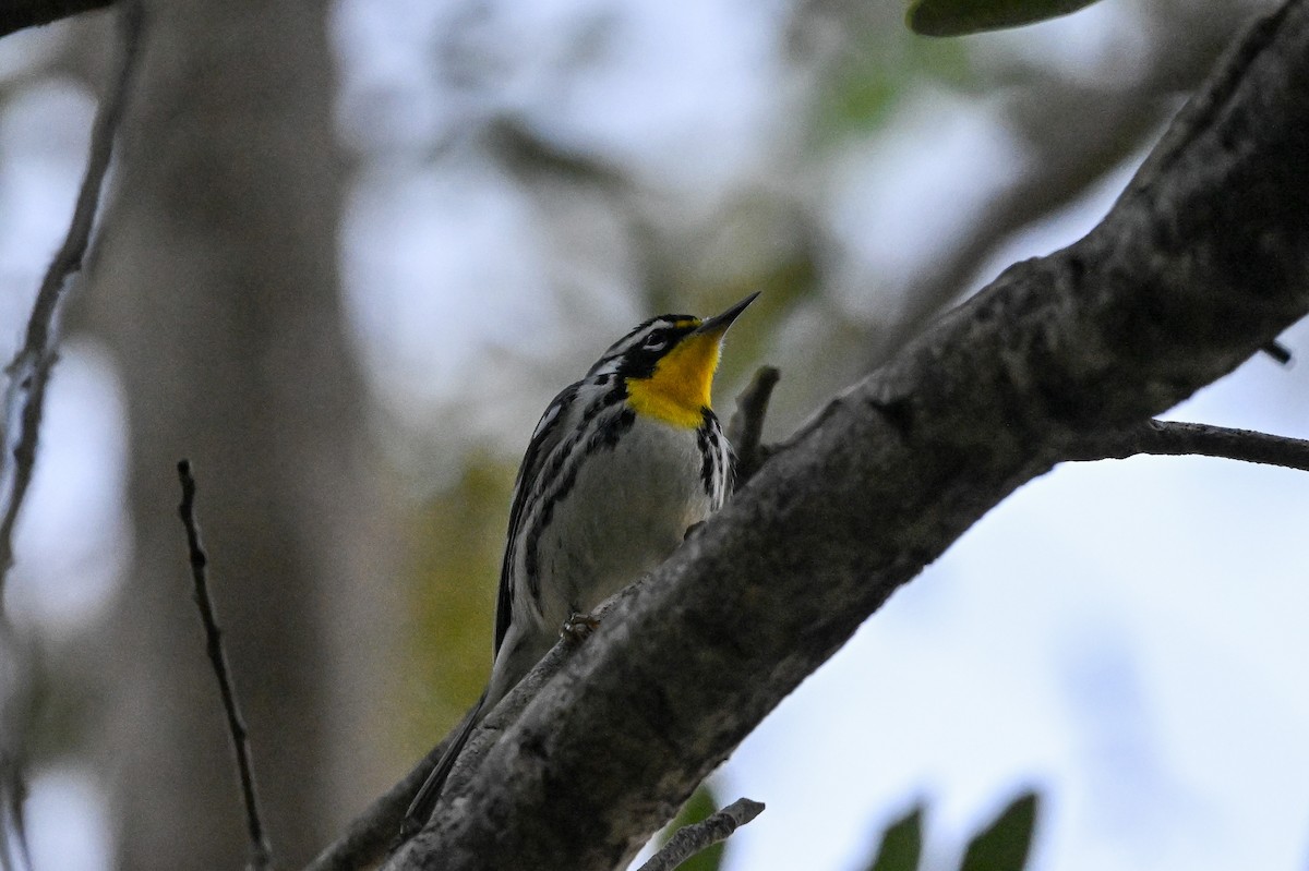 Yellow-throated Warbler - ML615335943