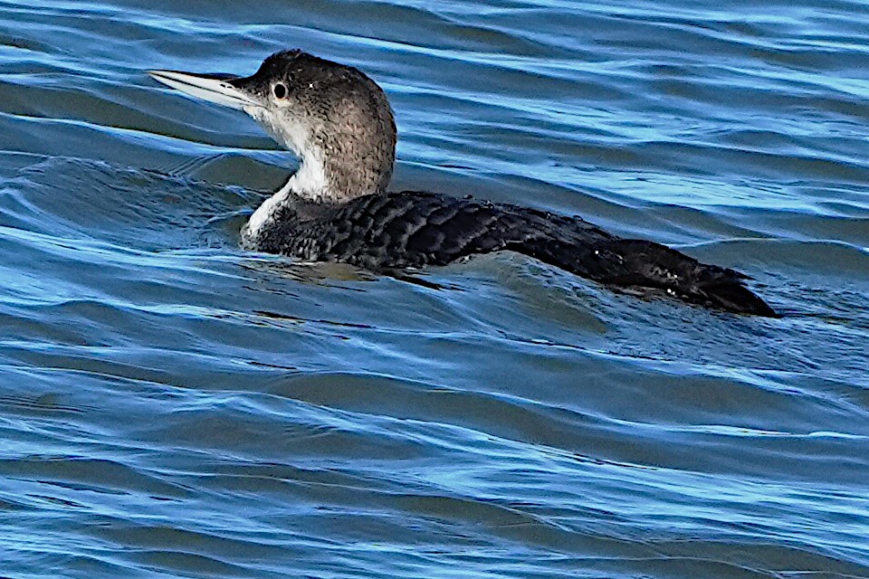 Common Loon - ML615336038