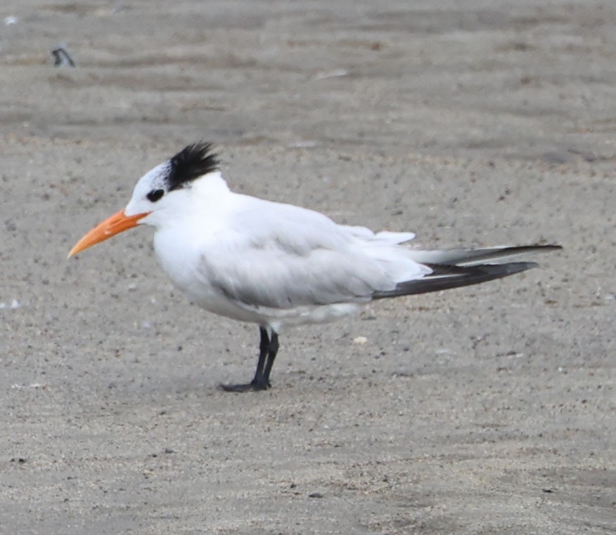 Royal Tern - ML615336064