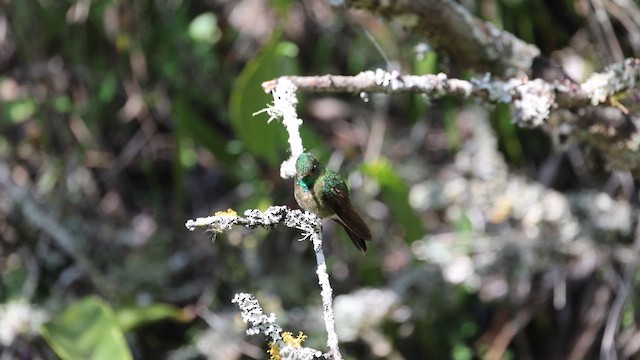 kolibřík dřišťálový - ML615336122
