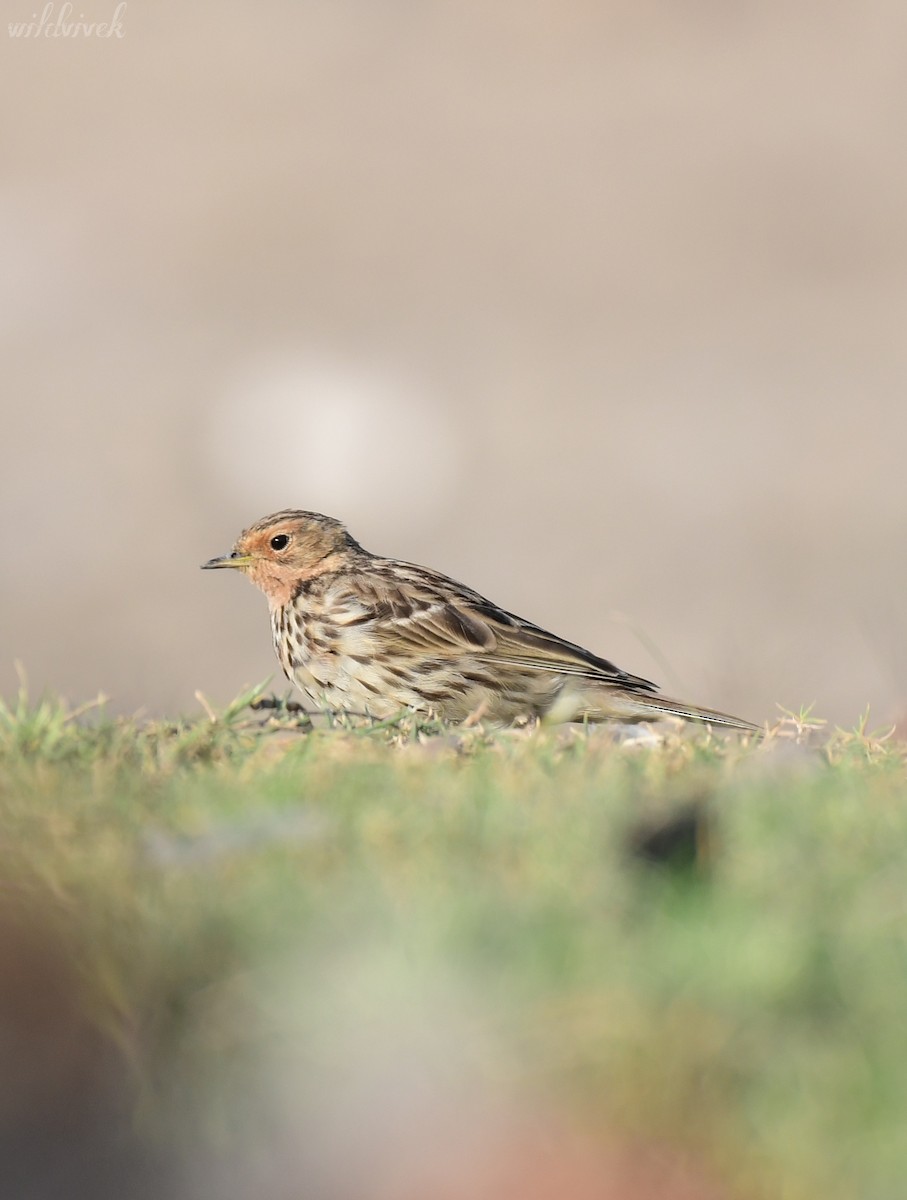 Red-throated Pipit - ML615336135