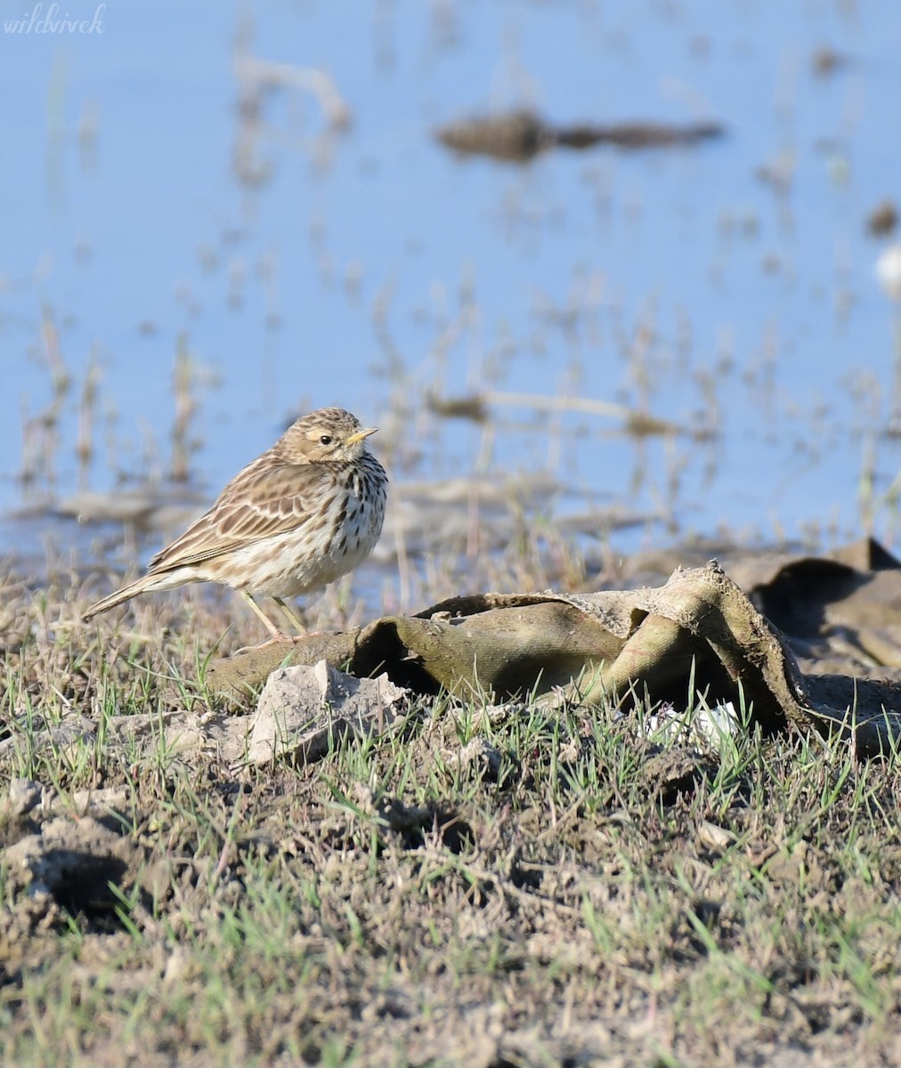Red-throated Pipit - ML615336151