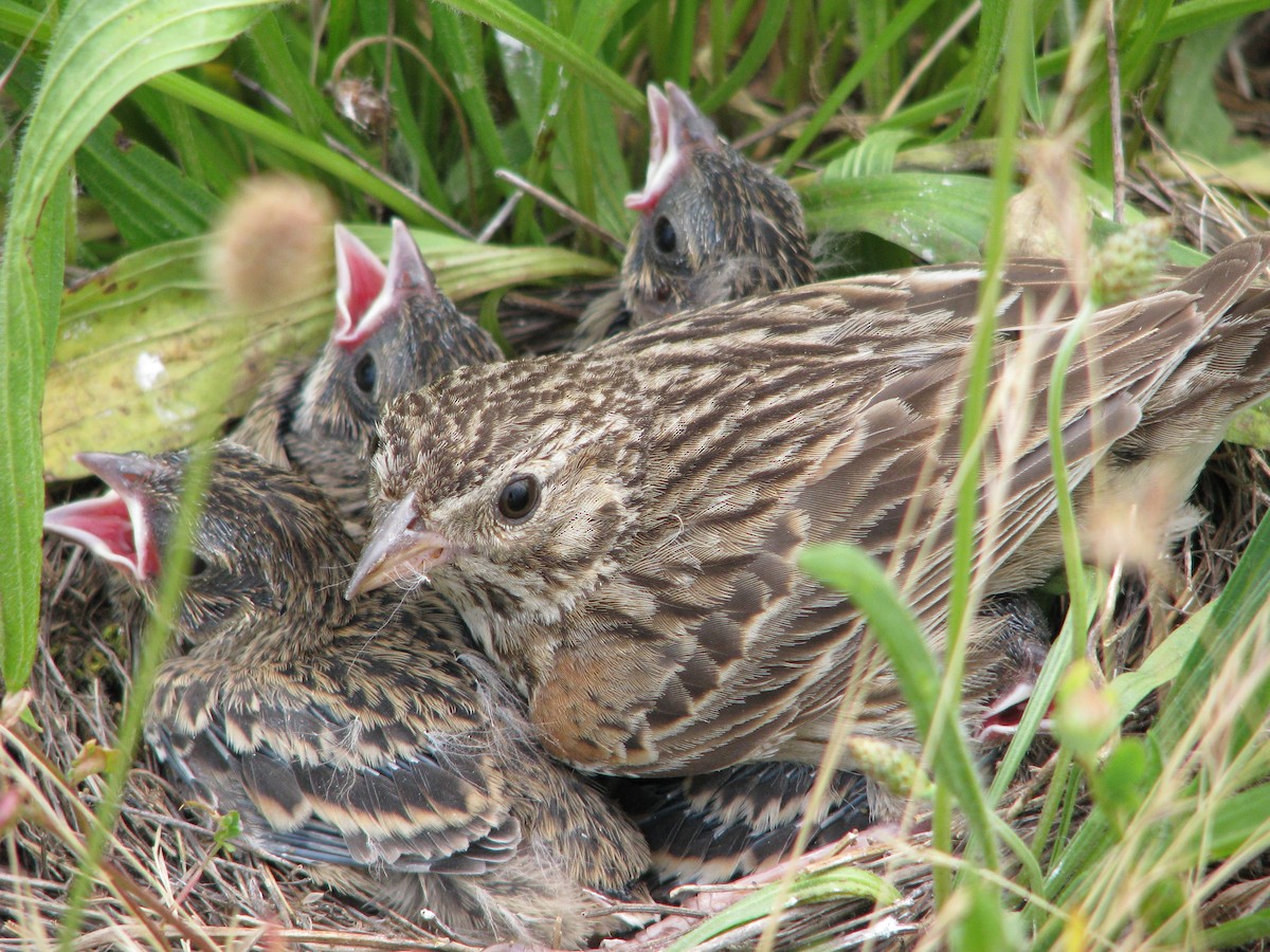 Vesper Sparrow - ML615336170