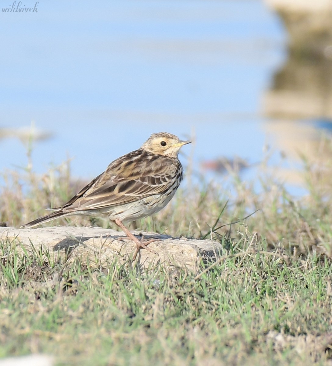 Red-throated Pipit - ML615336202