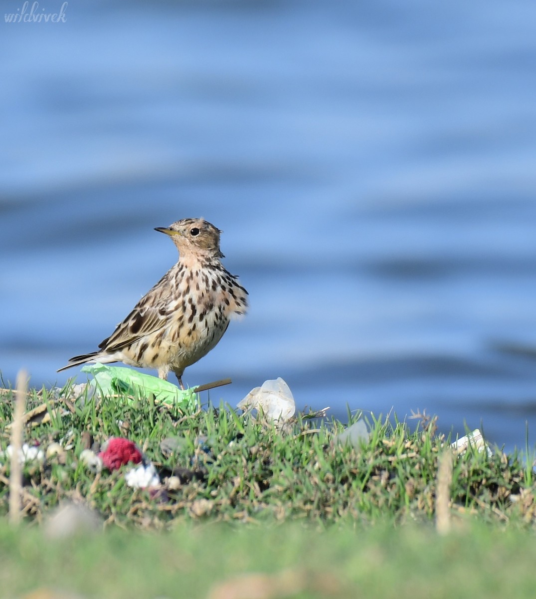Red-throated Pipit - ML615336211
