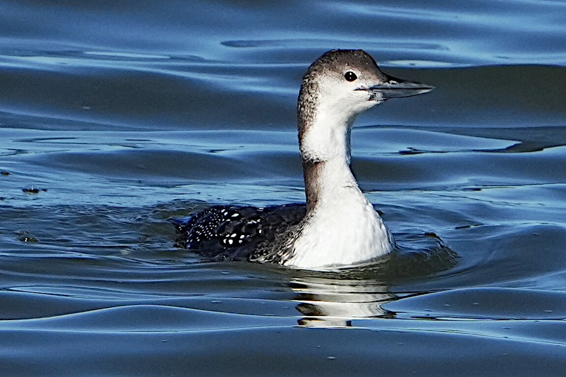 Common Loon - ML615336257