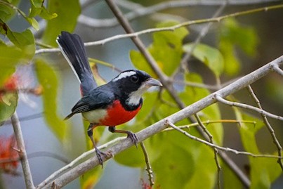 Red-breasted Chat - ML615336281